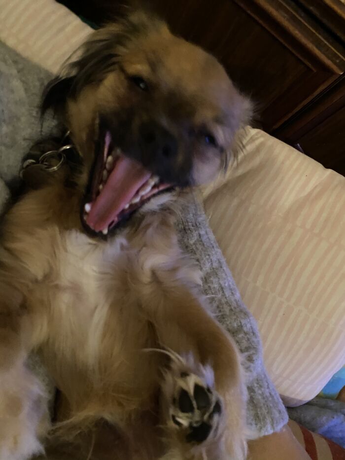 My Furbaby Teddy. It Looks Like He’s Laughing! (He’s Actually Yawning)