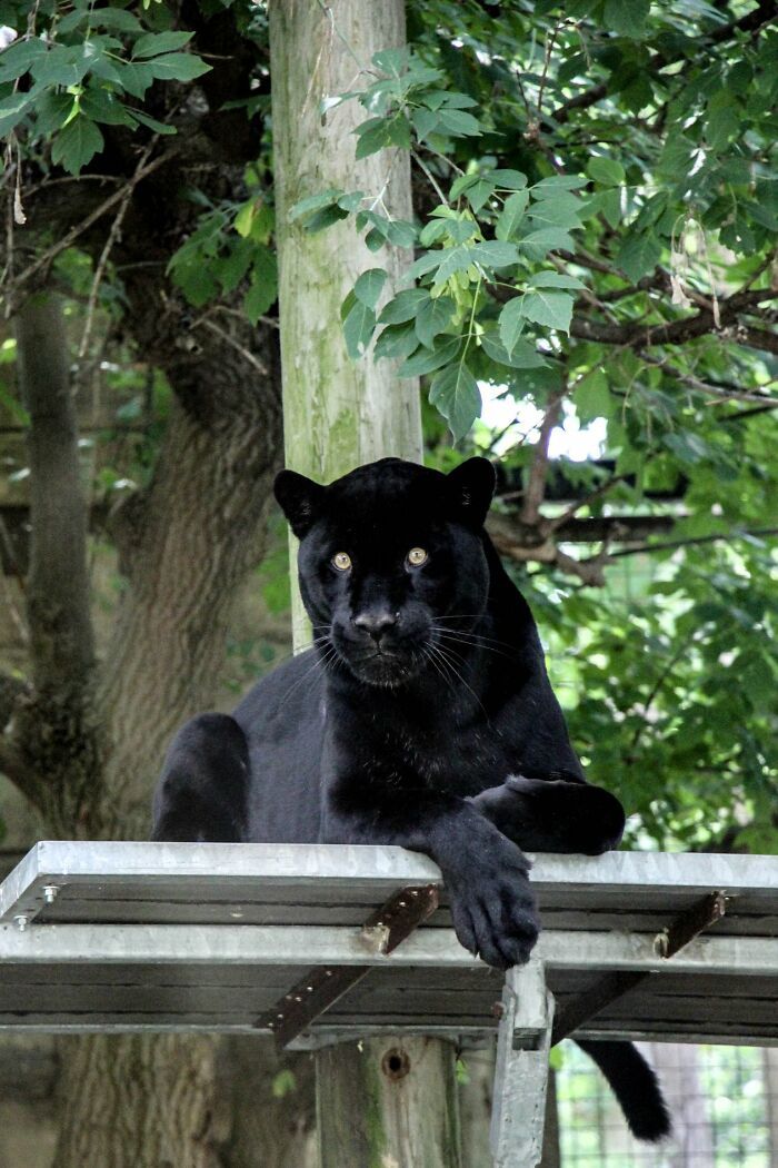 Black Panther At Toronto Zoo