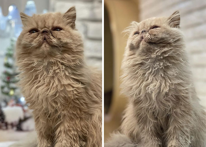 “We Would Never Leave Our Country”: Ukrainian Cat Café Stays Open Amid War “We Would Never Leave Our Country”: Ukrainian Cat Café Stays Open Amid War