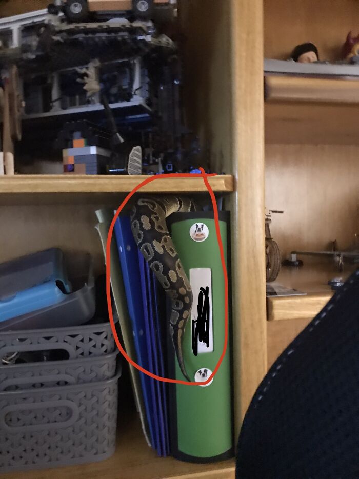Inside The Red Circle Is My Ball Python, Tyson. He Has Gotten His Fat Noodle Body Stuck In My Schoolwork Binder. I Was Already Doing An Online Test For Health Class, This Didn’t Help. 😐