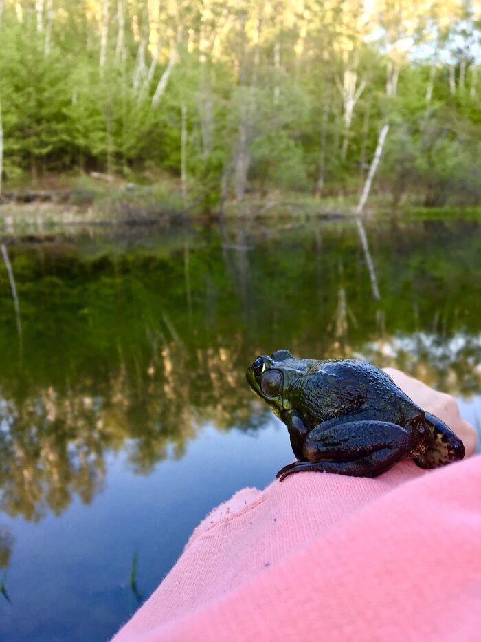 I Cannot Wait For The Frogs To Sing Us To Sleep