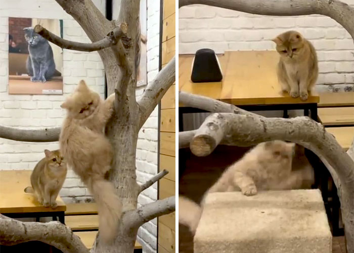 “We Would Never Leave Our Country”: Ukrainian Cat Café Stays Open Amid War “We Would Never Leave Our Country”: Ukrainian Cat Café Stays Open Amid War