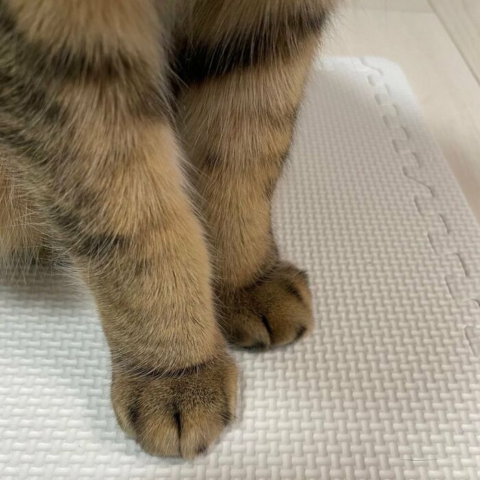 This Cat In Slippers Made From Its Own Fur Is Going Viral This Cat In Slippers Made From Its Own Fur Is Going Viral