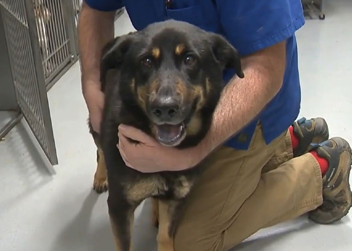 Homophobic Owner Abandons ‘Gay’ Puppy Who Later Gets Taken In By Gay Couple Homophobic Owner Abandons ‘Gay’ Puppy Who Later Gets Taken In By Gay Couple