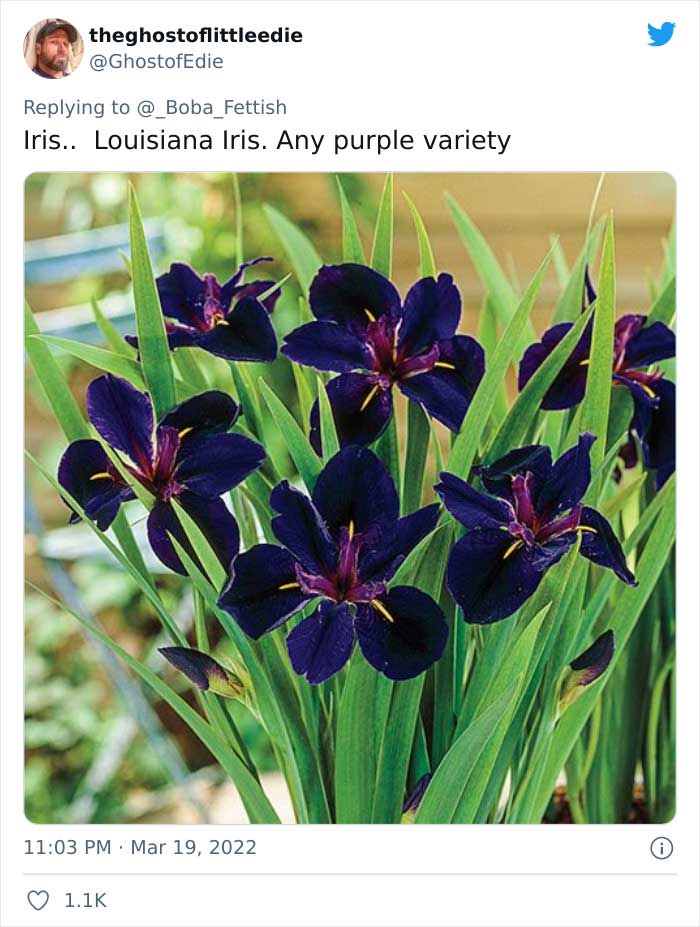 Purple Louisiana Iris