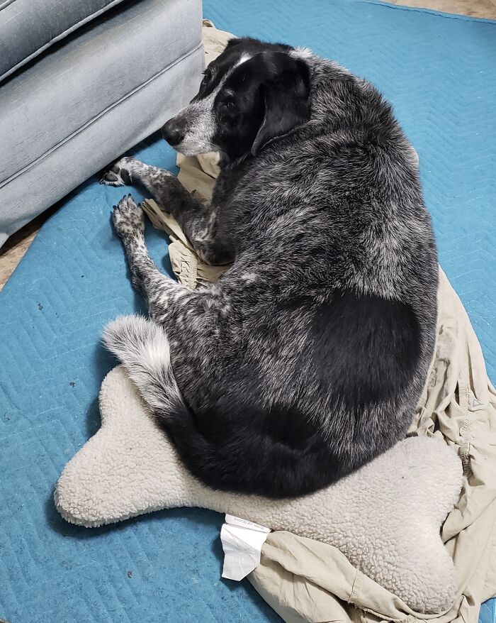 Moonshine Blue. Almost 14 Years Old And Still Unsure What End Goes Where With His Favorite Pillow/Toy.