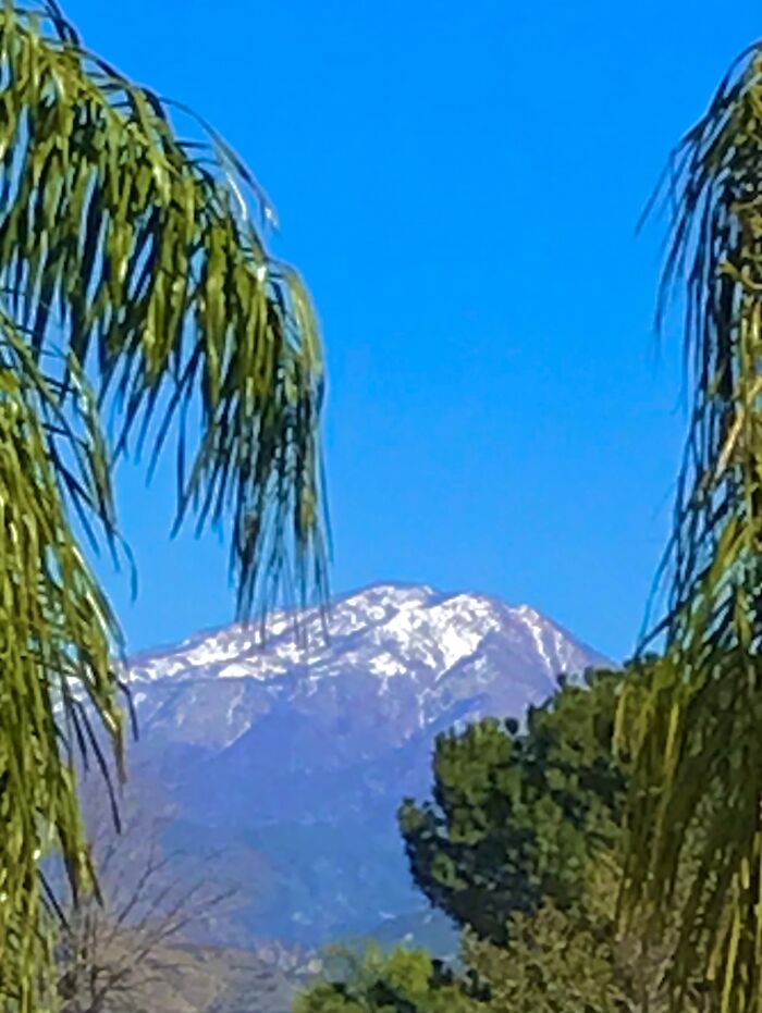 You Can Only Get Palm Trees With Snowy Mountains In California!