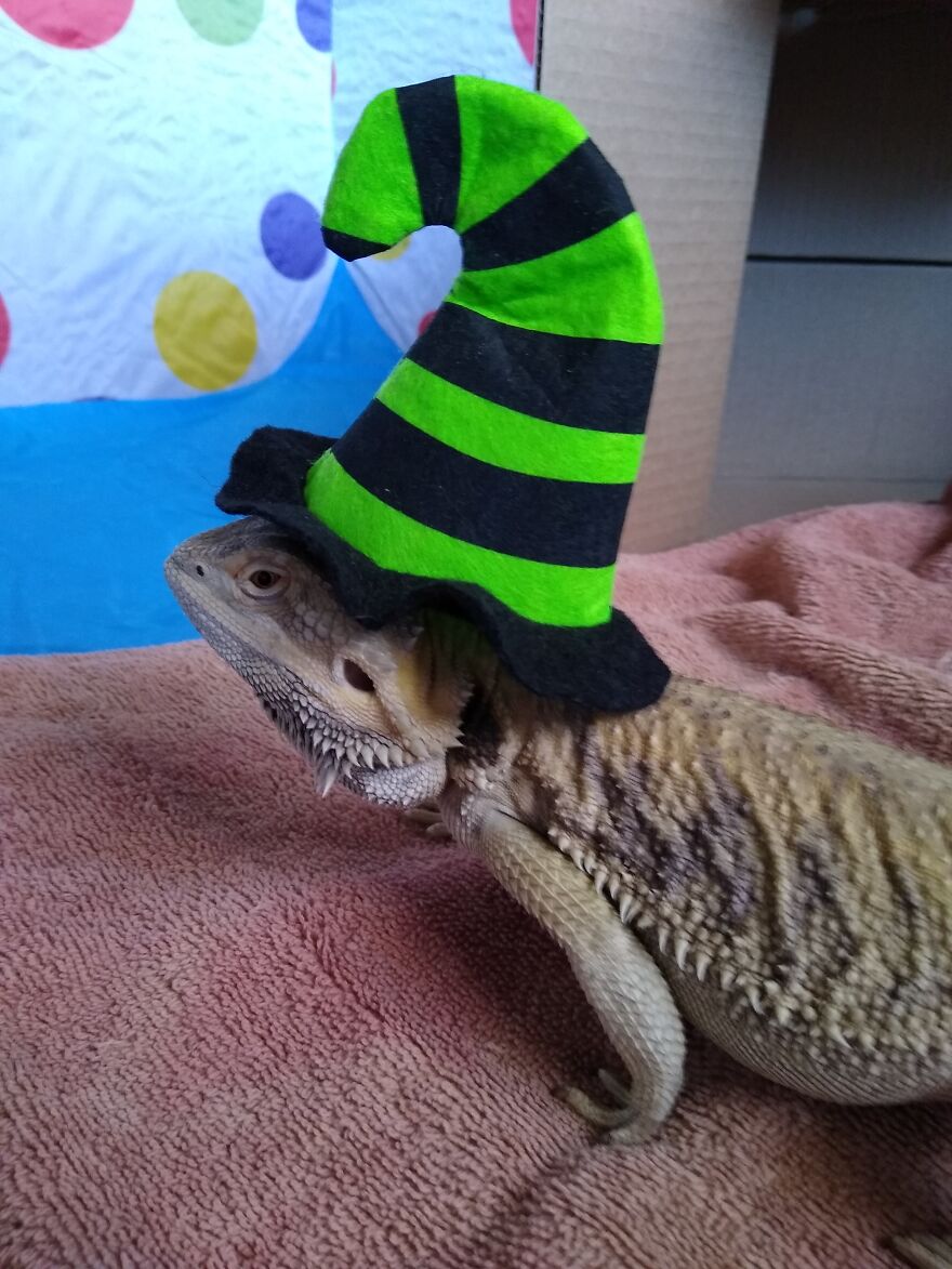 This Is Not My Dragon.. But My Mother In Law Sent Me This Photo Of Her Bearded Dragon Danny In A Witches Hat You Get On Those Tiny Halloween Pumpkins. Had To Share.