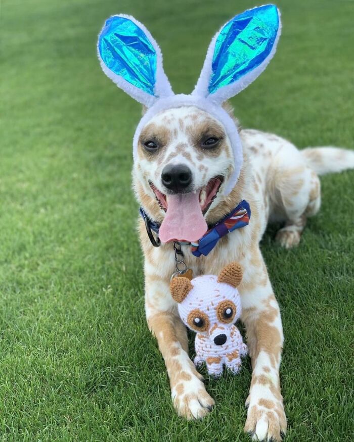 I Turn People's Dogs Into Smaller Crocheted Versions Of Them