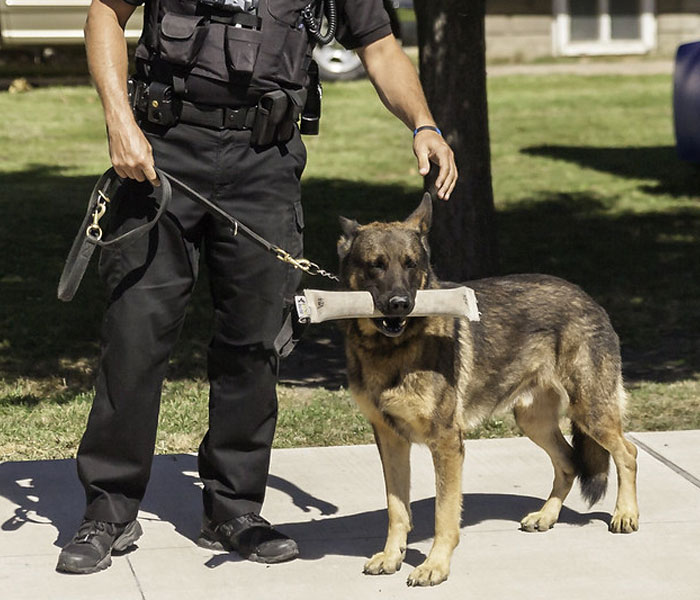 Video Captures The Tiniest Police Pup Doing Rounds Around An Airport, Amasses 9M Views Video Captures The Tiniest Police Pup Doing Rounds Around An Airport, Amasses 9M Views