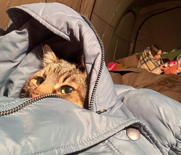 Famous Ukrainian Cat Stepan Flees With His Family, Finds Safety In France Famous Ukrainian Cat Stepan Flees With His Family, Finds Safety In France