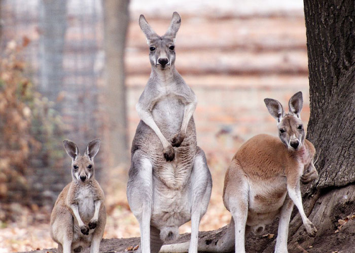 Man Drives 10 Kangaroos To Safety With His Van From A Zoo In Kharkiv That Suffered An Attack
