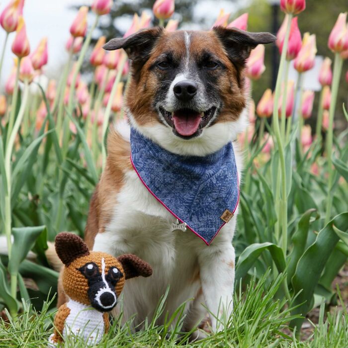 I Turn People's Dogs Into Smaller Crocheted Versions Of Them