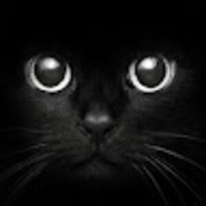 kathleenschmidt avatar