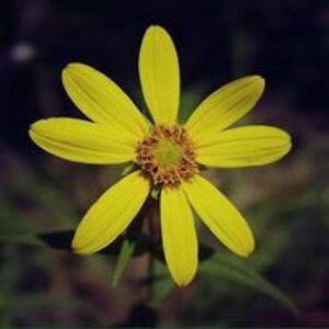 catspirit7848 avatar