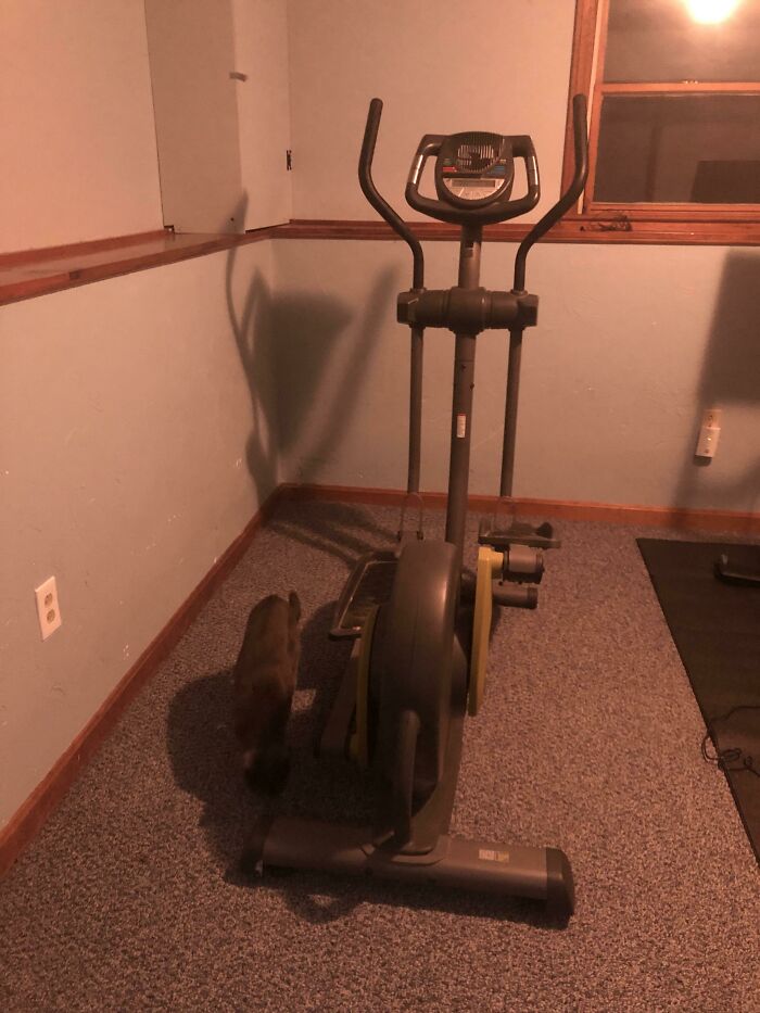 Boyfriend And I Were Looking To Buy An Elliptical Which Can Be Hundreds To Almost 1,000 Dollars. Decided To Check Craigslist And Found This For Free! Works Great And Saved Us So Much Money