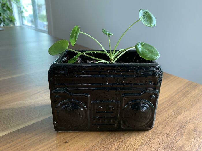 Frugal Birthday Present! The Planter Was $5 And The Plant Was Propagated From One Of My Own!