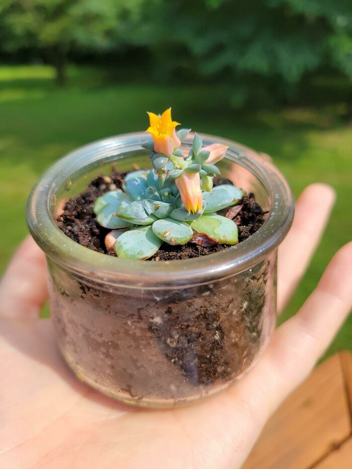 I Can Confirm That Oui Yogurt Jars Are A Great Size For Starting Succulents And Cuttings