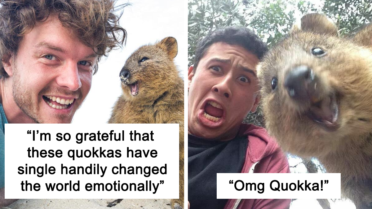 30 Quokka Pics That Are Almost Too Cute To Handle