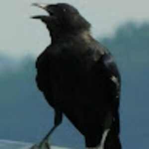 rivercrow avatar