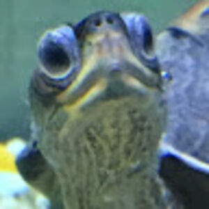 petswithsimrah avatar