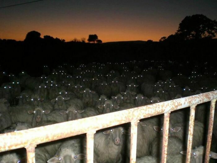 Camera Flash Made The Sheep Look Like Zombies