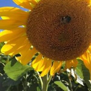 shazzablackburn avatar