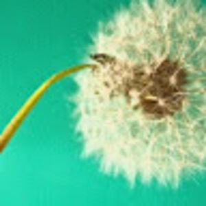 dragonflysparrow avatar