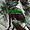 thegreenphantom avatar
