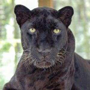 stdcomputacion avatar