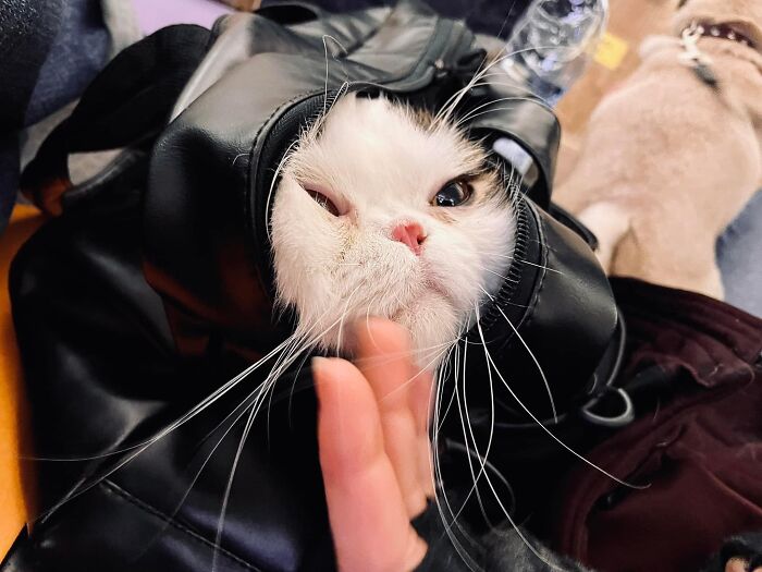 "7 Days Ago Everything Changed": This Is What It's Like To Live In The Kyiv Bomb Shelter When You’re A Cat "7 Days Ago Everything Changed": This Is What It's Like To Live In The Kyiv Bomb Shelter When You’re A Cat