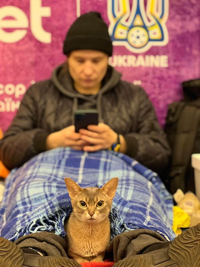 "7 Days Ago Everything Changed": This Is What It's Like To Live In The Kyiv Bomb Shelter When You’re A Cat "7 Days Ago Everything Changed": This Is What It's Like To Live In The Kyiv Bomb Shelter When You’re A Cat
