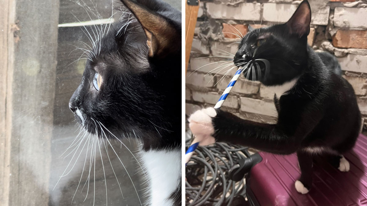 “7 Days Ago Everything Changed”: This Is What It’s Like To Live In The Kyiv Bomb Shelter When You’re A Cat