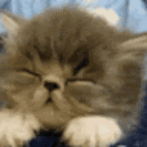 minhtrangpham avatar