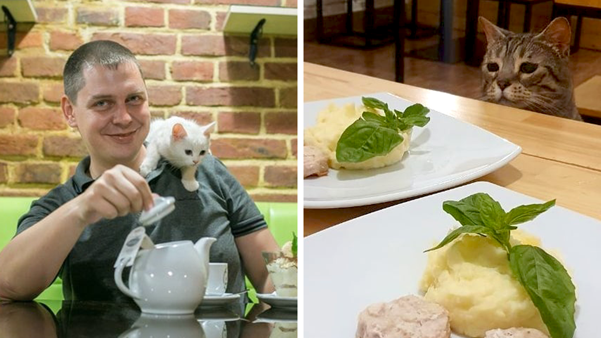 “We Would Never Leave Our Country”: Ukrainian Cat Café Stays Open Amid War