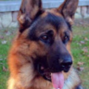 mariskadzerzhinskiy avatar