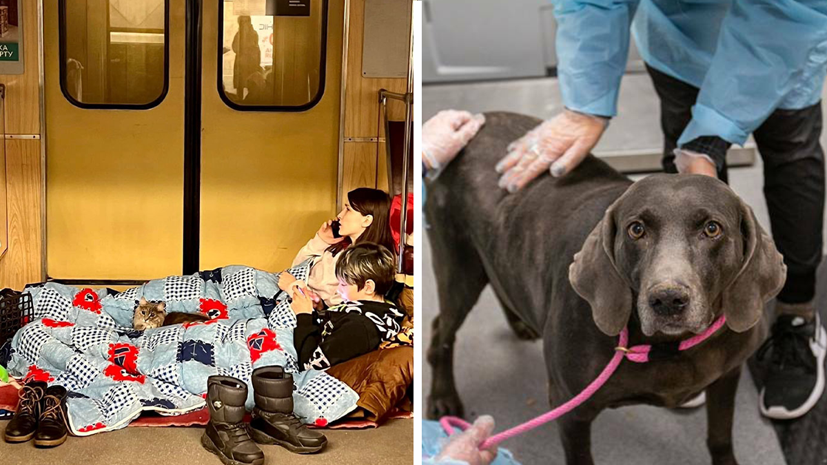 In The Face Of Great Danger, We Are Running An Urgent Appeal To Anyone Interested In Assisting These Animals Across Ukraine