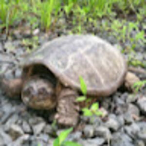 annamortensen avatar