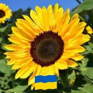 lynn_creviston_liverakos avatar