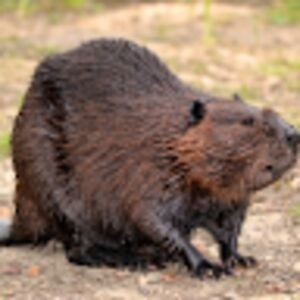 Beaver boi🦫🇺🇦