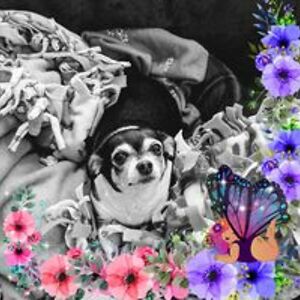 pandagirl19702002 avatar