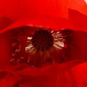 theunspeakable avatar