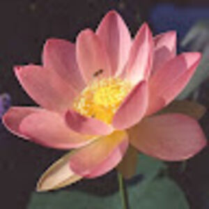 catherinedalton avatar