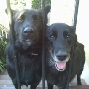 no_a_los_mentirosos avatar