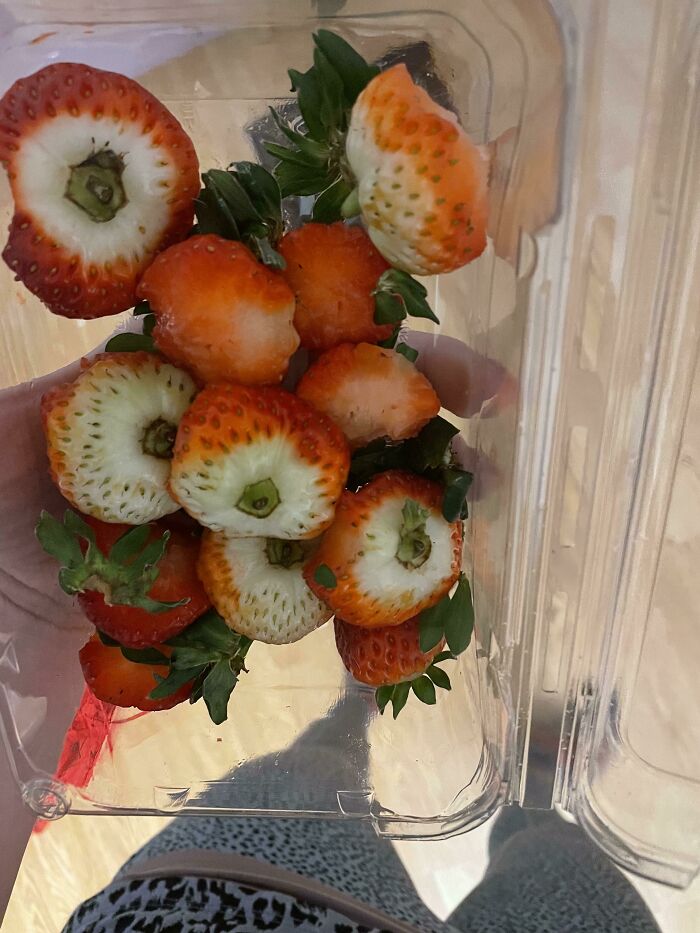 Eats One Bite From Each Strawberry Because "It Freaks Me Out To Get Close To The White Part." Then, Puts Said Strawberries Back In Refrigerator To Be Found Later In The Day