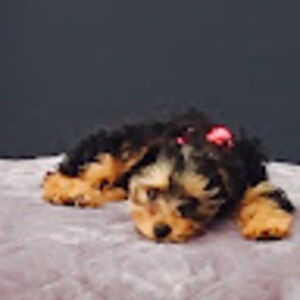 sarasokoloski avatar