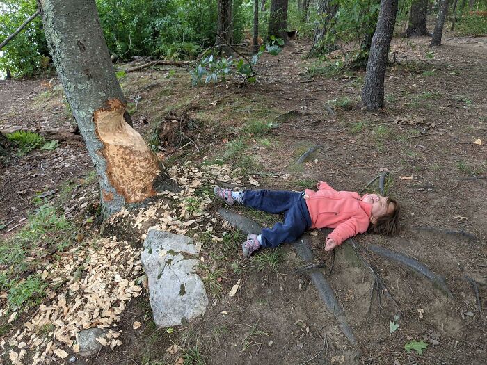 My 3-Year-Old Is Angry Because The Beavers Keep Chomping On The Tree