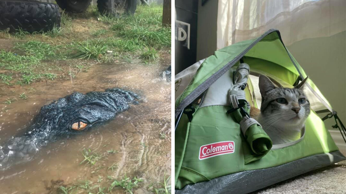 50 People Who Found The Best Things In Thrift Stores, Flea Markets And Garage Sales (New Pics)