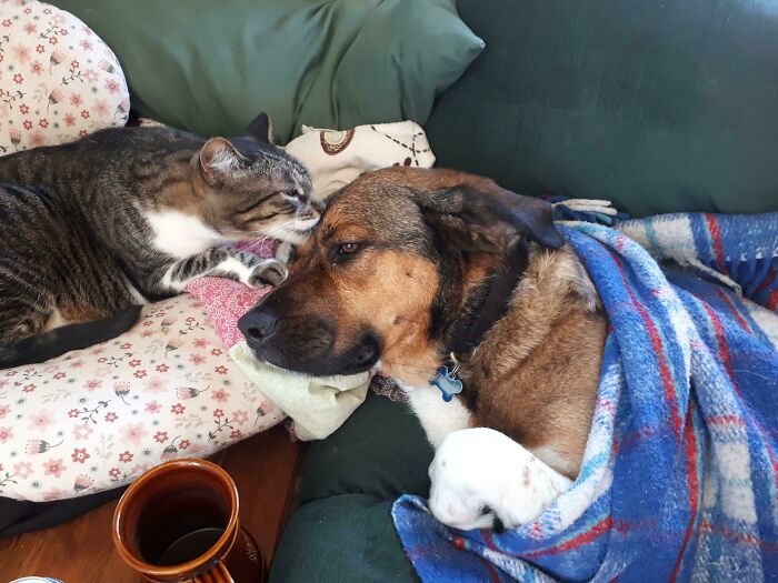 My Dog Hurt His Foot While Swimming. He Is Fine But He Was Pouting So My Cat Decided To Comfort Him