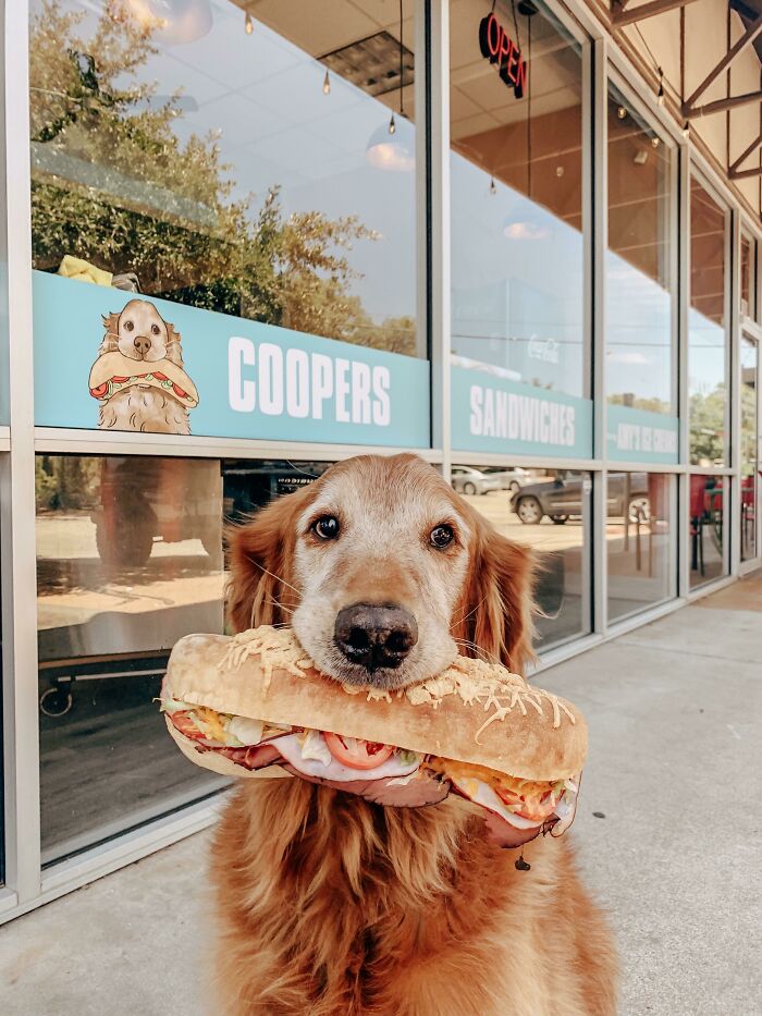 Our Rescue Cooper’s First Meal Was A Sandwich He Stole From The Table. Fast Forward 5 Years Later And Now He Has His Very Own Sandwich Shop